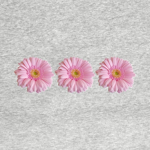 Three Pink Gerberas for Mothers Day by ellenhenryflorals